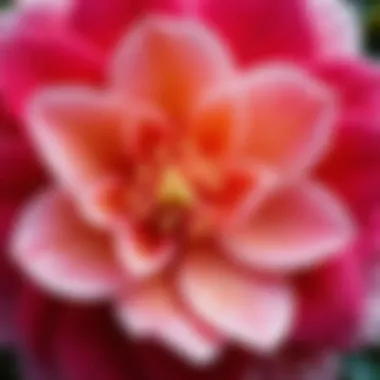 Close-up of a camelia flower displaying intricate petal textures and vibrant colors.