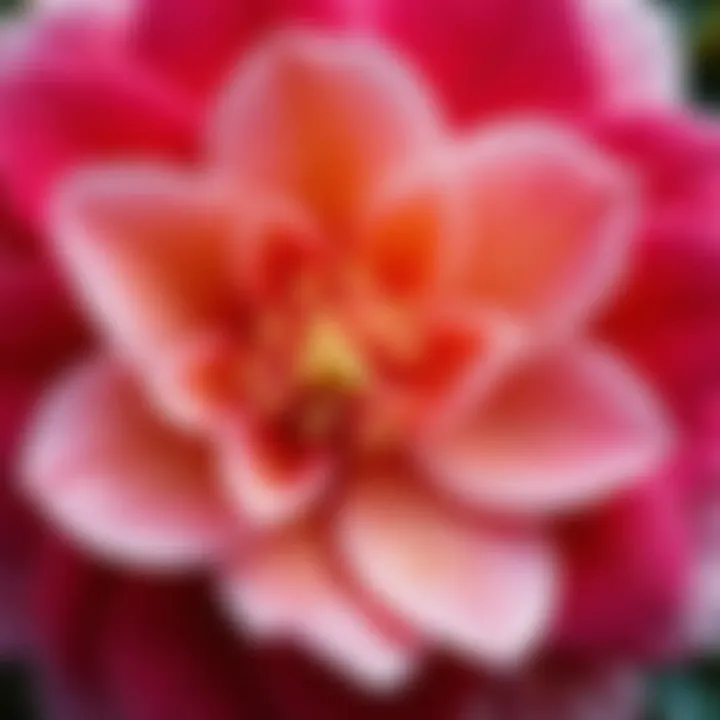 Close-up of a camelia flower displaying intricate petal textures and vibrant colors.