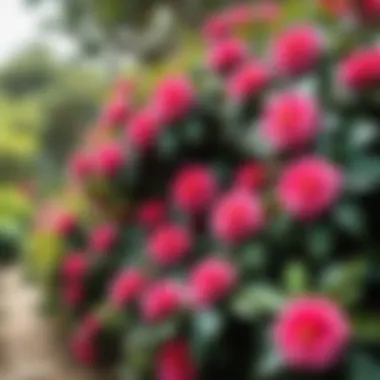 Lush Camelia Garden in Bloom A lush camelia garden in full bloom showcasing various colors and types of camelia flowers.