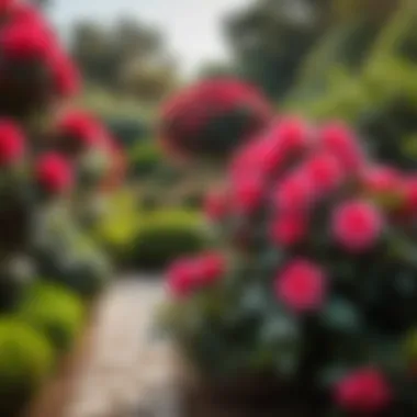 Landscaped Aesthetic of a Camelia Garden A beautifully landscaped camelia garden with strategic placement of plants for aesthetic appeal.