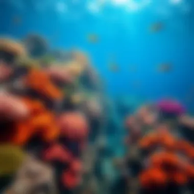 Vibrant coral reef teeming with marine life