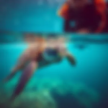Diver observing a majestic sea turtle
