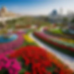 A panoramic view of the blooming flowers in Dubai's Miracle Garden, showcasing the vibrant colors and intricate designs.