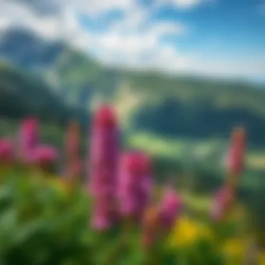 The Vibrant Flora of the Apennine Mountains Vibrant flora of the Apennine mountains