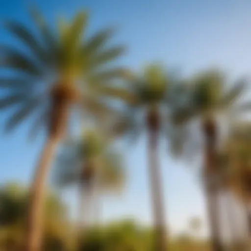 Palm trees swaying in the gentle breeze of Dubai