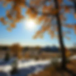 Sunny landscape of Novosibirsk showcasing seasonal beauty