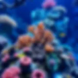 Vibrant coral reef display in the aquarium