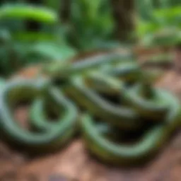 Diverse species of snakes in Phuket jungle