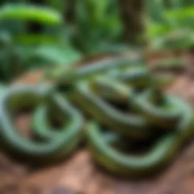 Diverse species of snakes in Phuket jungle