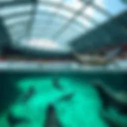 A serene view of the sealarium in Irkutsk showcasing its aquatic environment