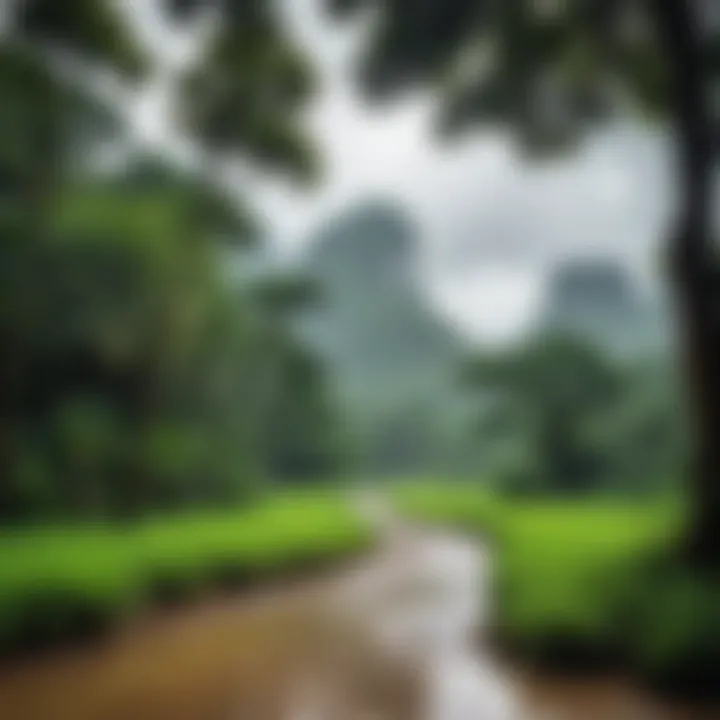 A scenic view of Thailand's lush landscapes during the rainy season