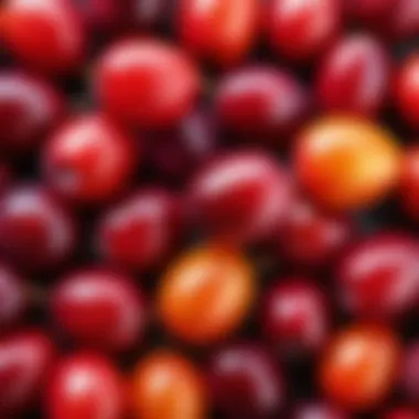 Close-up of Ural Dawn plum fruit showcasing its vibrant color and texture