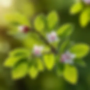 Detailed view of Ural Dawn plum leaves and blossoms