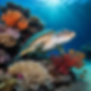 Underwater view showcasing the vibrant marine life of Uthapa